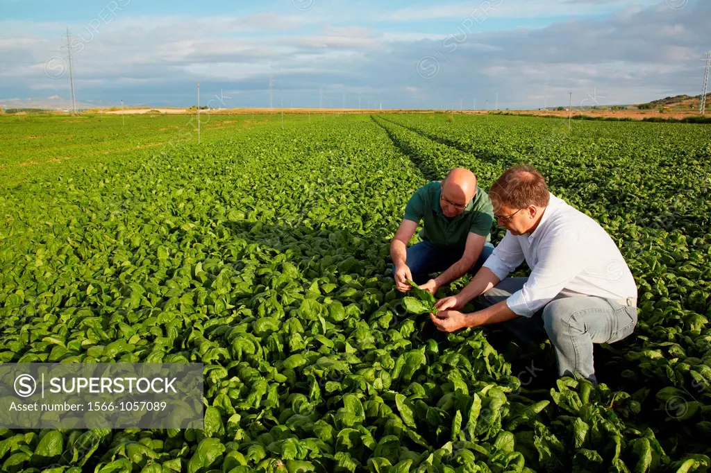 Spinach growing fields, Agricultural investigation and research, Agricultural fields, High Ribera, Arga-Aragon Ribera, Navarre, Spain