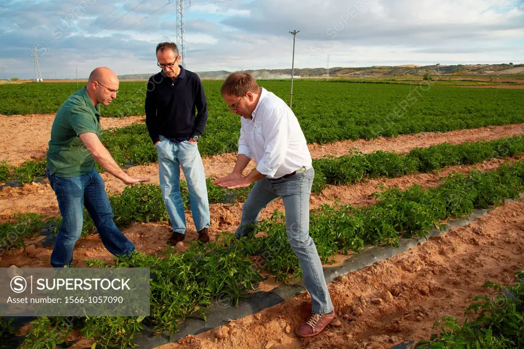 Tomato growing fields, Agricultural investigation and research, Agricultural fields, High Ribera, Arga-Aragon Ribera, Navarre, Spain