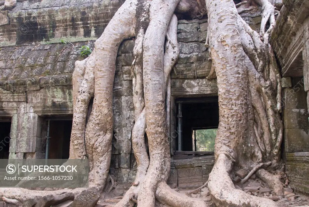 Ta Prohm, Angkor Archaeological Park, Siem Reap, Cambodia