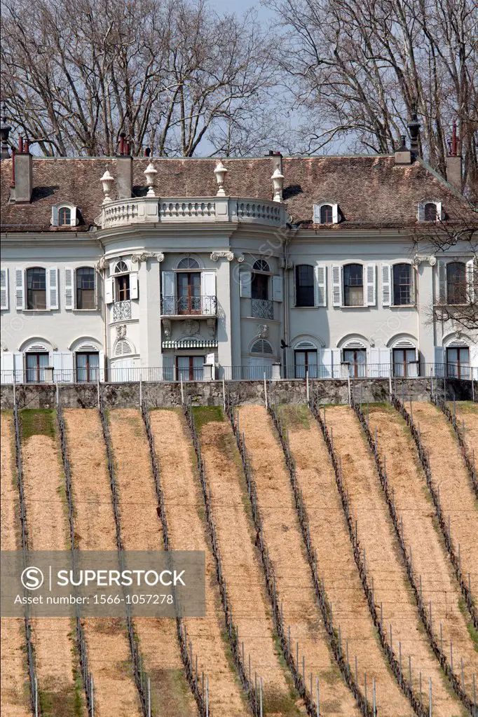 Europe, Switzerland, Canton Vaud, La Côte, Nyon district, Crans-près-Céligny, Chteau de Crans, vineyards in early spring