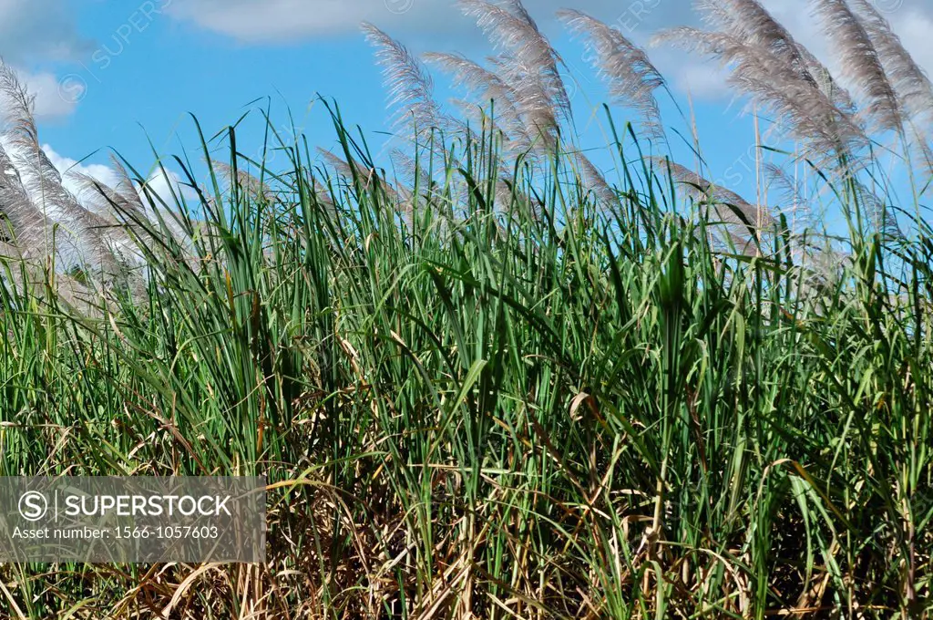 near Filadelfia Costa Rica: sugarcane plantation by the Hacienda El Viejo    
