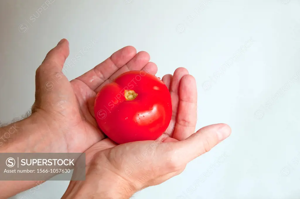 Man´s hands holding a tomato