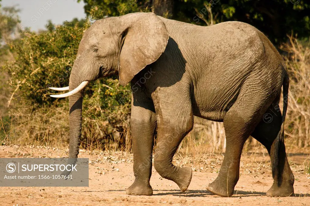Elephant, Loxodonta africana  Mana Pools National Park  Zimbabwe