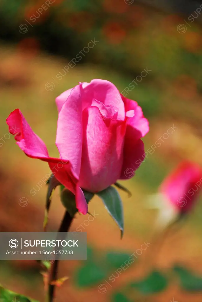 closeup of Lavender Rose