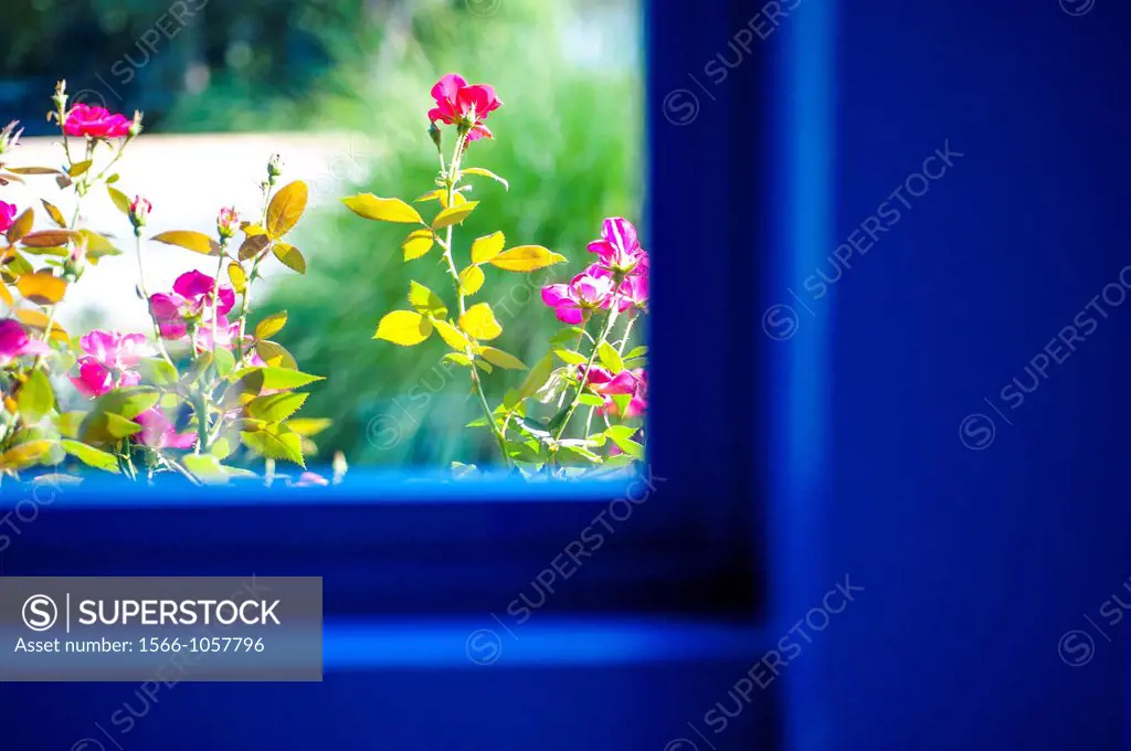 Pink Knockout Roses as seen through a blue window frame