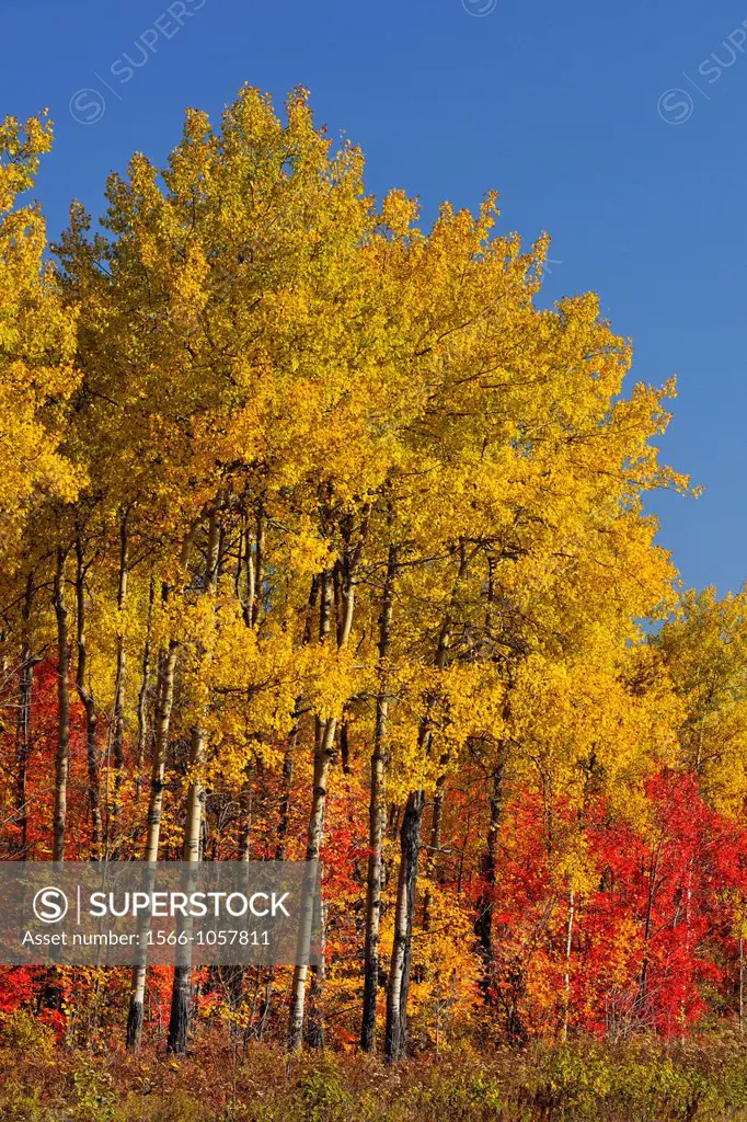 A grove of autumn aspens with red maples in the understory, Greater Sudbury Whitefish, Ontario, Canada