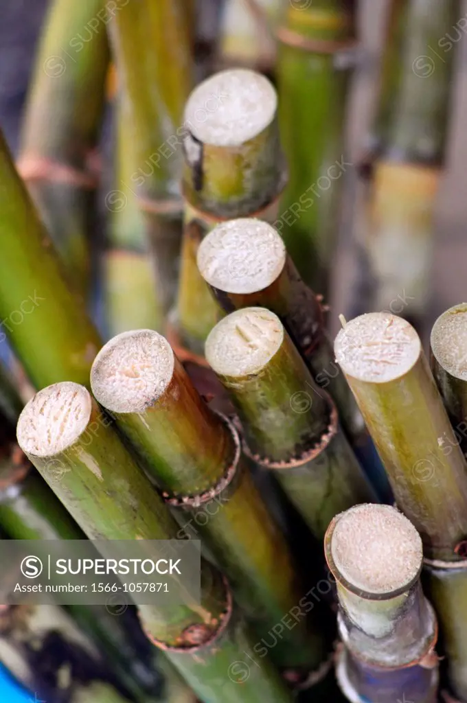 Okinawa Japan: sugarcane  