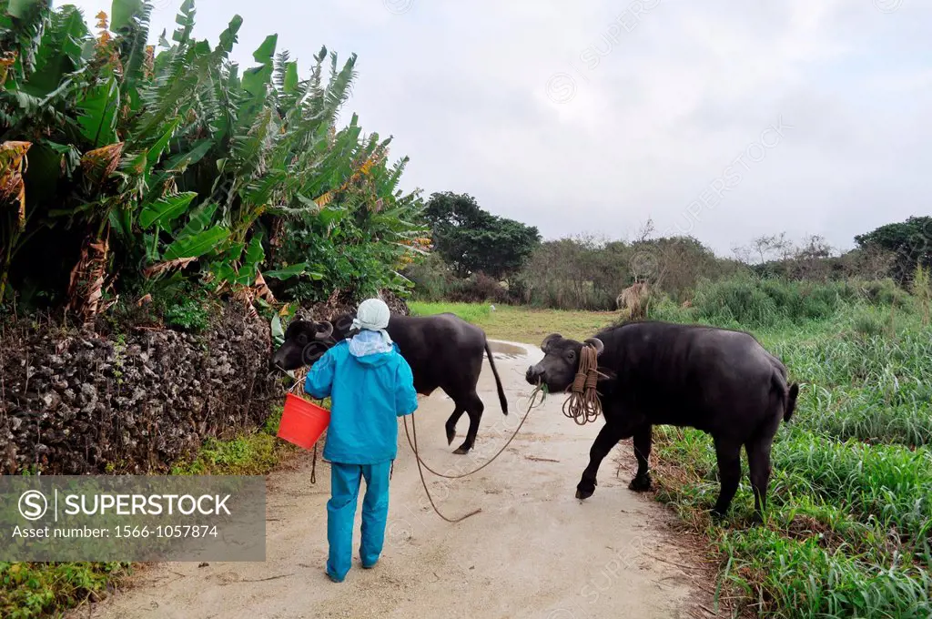 Taketomi Island, Okinawa, Japan: a man putting out buffalos to pasture  