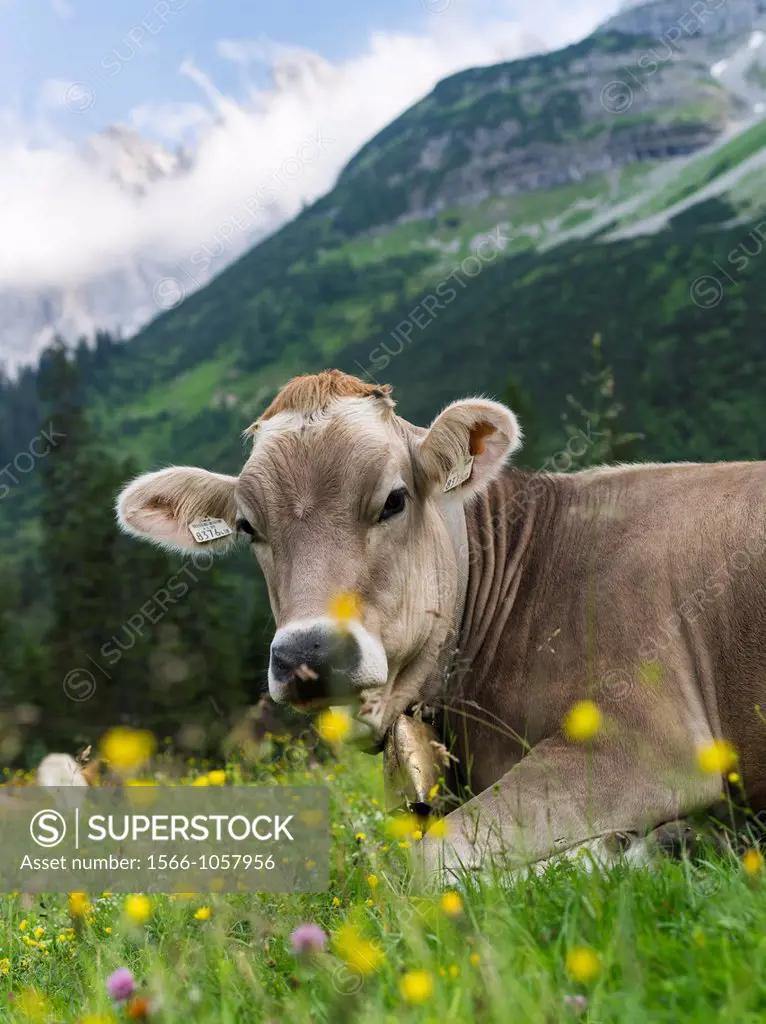 Cattle on high pasture in Karwendel Mountain Range on the Kleiner Ahornboden  Transhumance is still the backbone of alpine cattle farming  Europe, Cen...