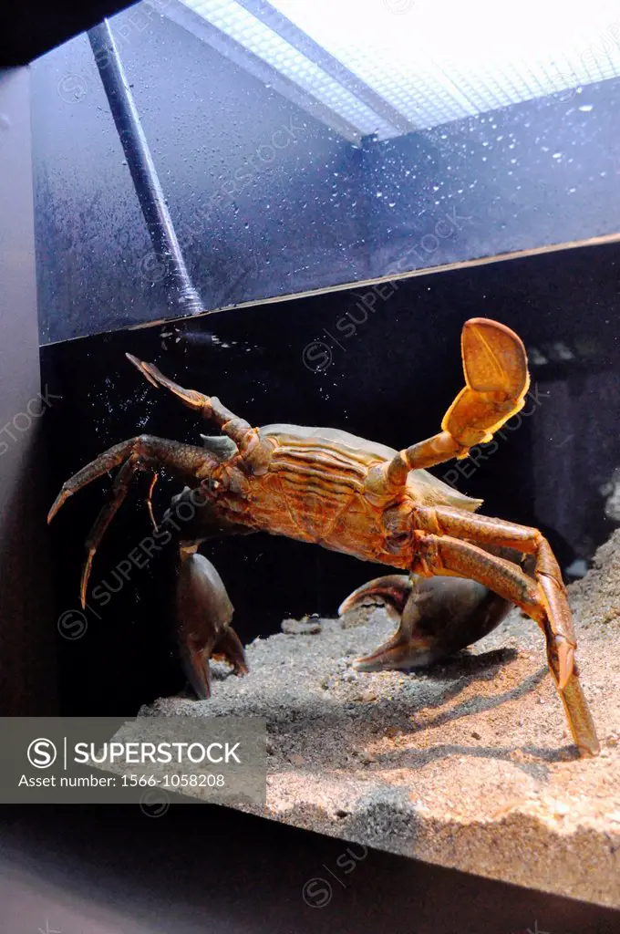 Okinawa Japan: huge crab at Okinawa Churaumi Aquarium  