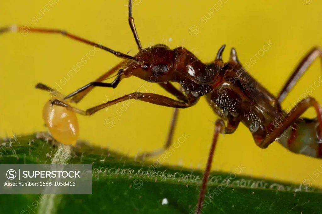 Ant mimic bug sucking juice from wild fruit.