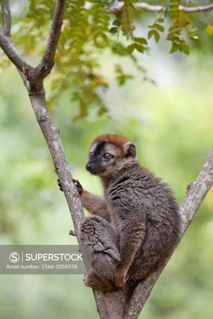 Red-fronted Brown Lemur Eulemur rufifrons sitting in tree, Isalo National Park, Madagascar