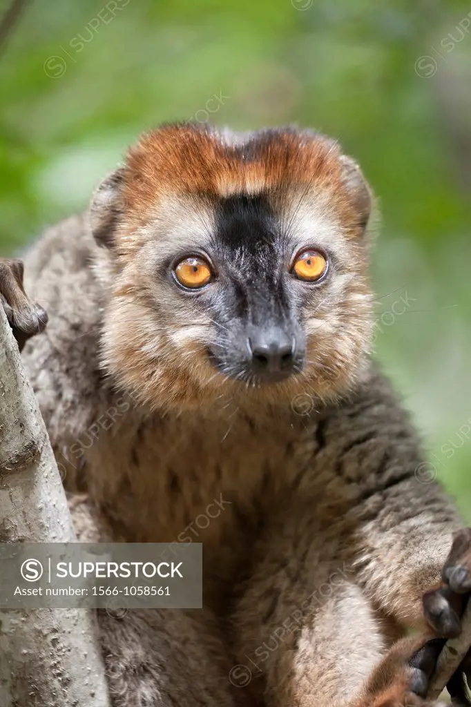 portrait of a Red-fronted Brown Lemur Eulemur rufifrons, Isalo National Park, Madagascar