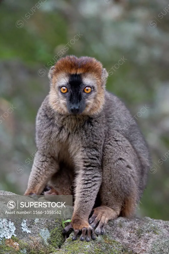 Red-fronted Brown Lemur Eulemur rufifrons sitting on rock, Isalo National Park, Madagascar