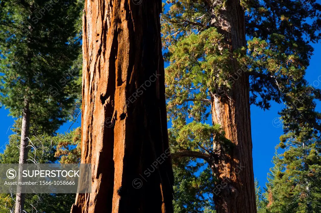 Sequoias Sequoia sempervirens at Bearskin Grove, Sequoia National Monument, California