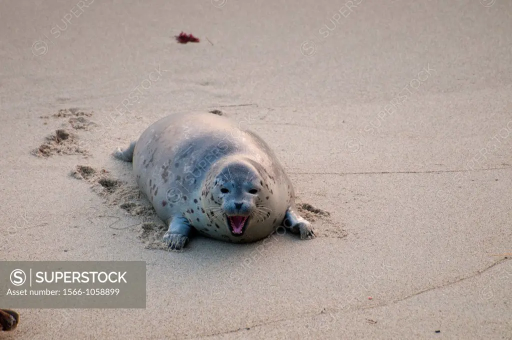 Harbor seal Phoca vitulina at Children´s Pool Casa Beach, Ellen Browning Scripps Marine Park, La Jolla, California