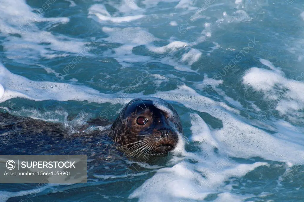 Harbor seal Phoca vitulina, Ellen Browning Scripps Marine Park, La Jolla, California