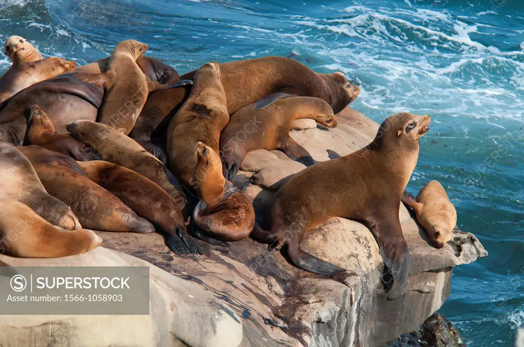 California sea lions Zalophus californianus, Ellen Browning Scripps Marine Park, La Jolla, California