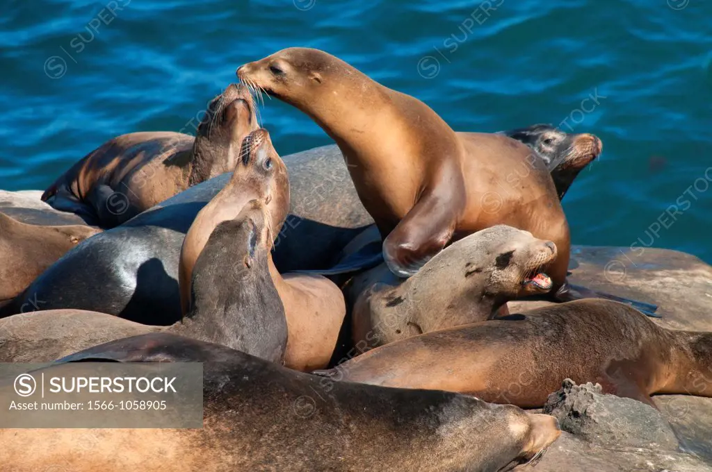 California sea lions Zalophus californianus, Ellen Browning Scripps Marine Park, La Jolla, California