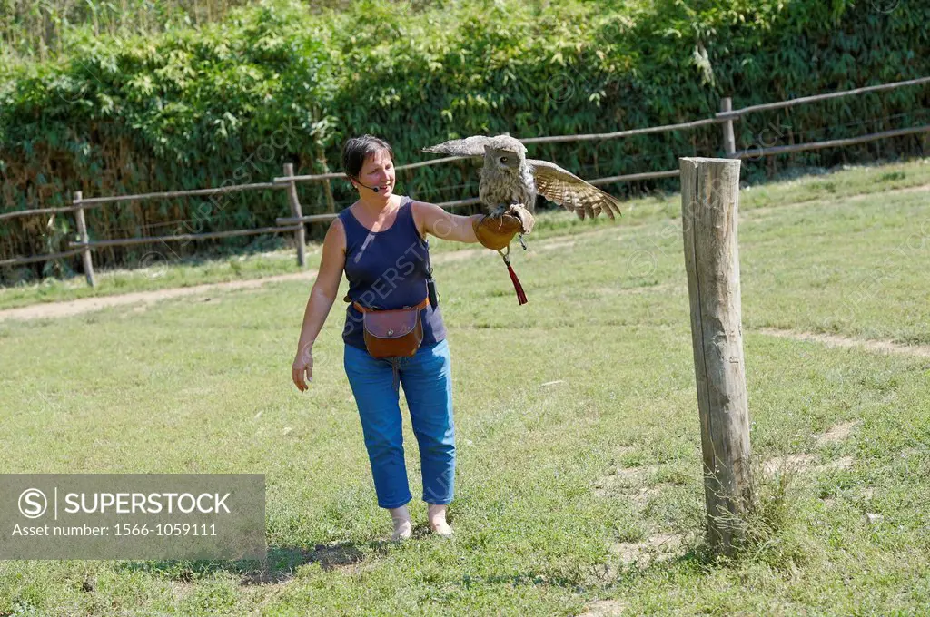 A female falcones holding a Great Gray Owl Strix nebulosa during a falconery show at Sant´Alessio Wildlife Centre  Pavia  Italy