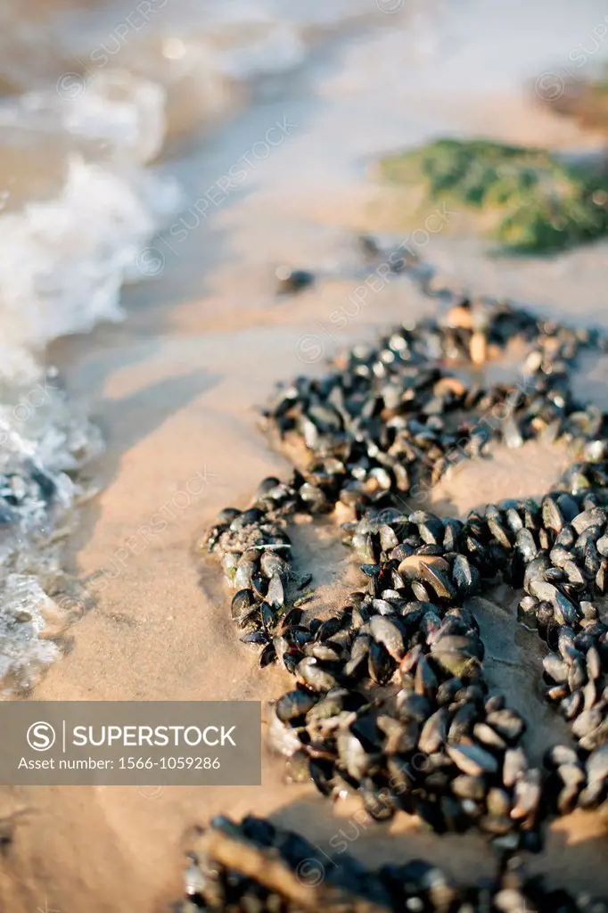 Mussels on the beach  La Teste de Buch  Gironde  Aquitaine  France