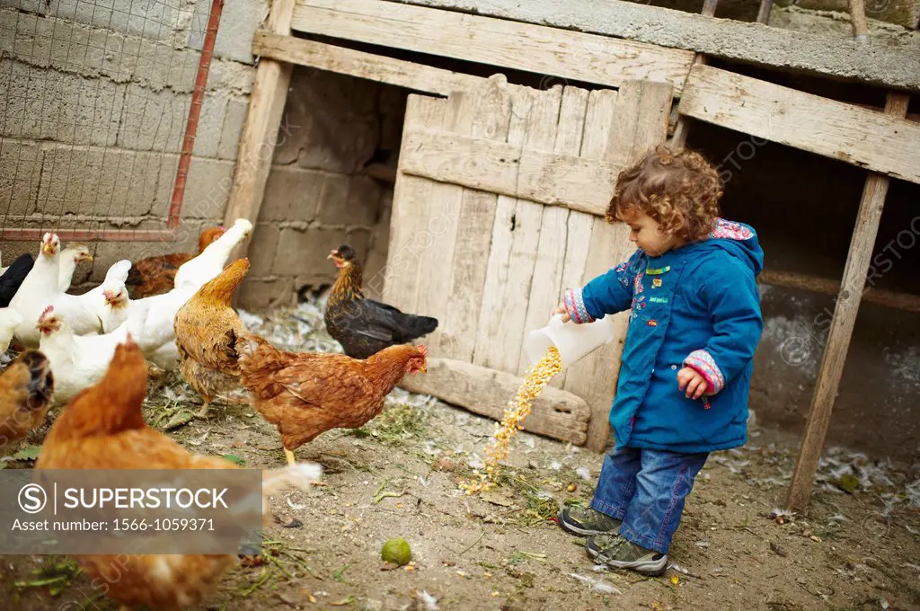 A one years old girl pouring corn on the ground of a henhouse