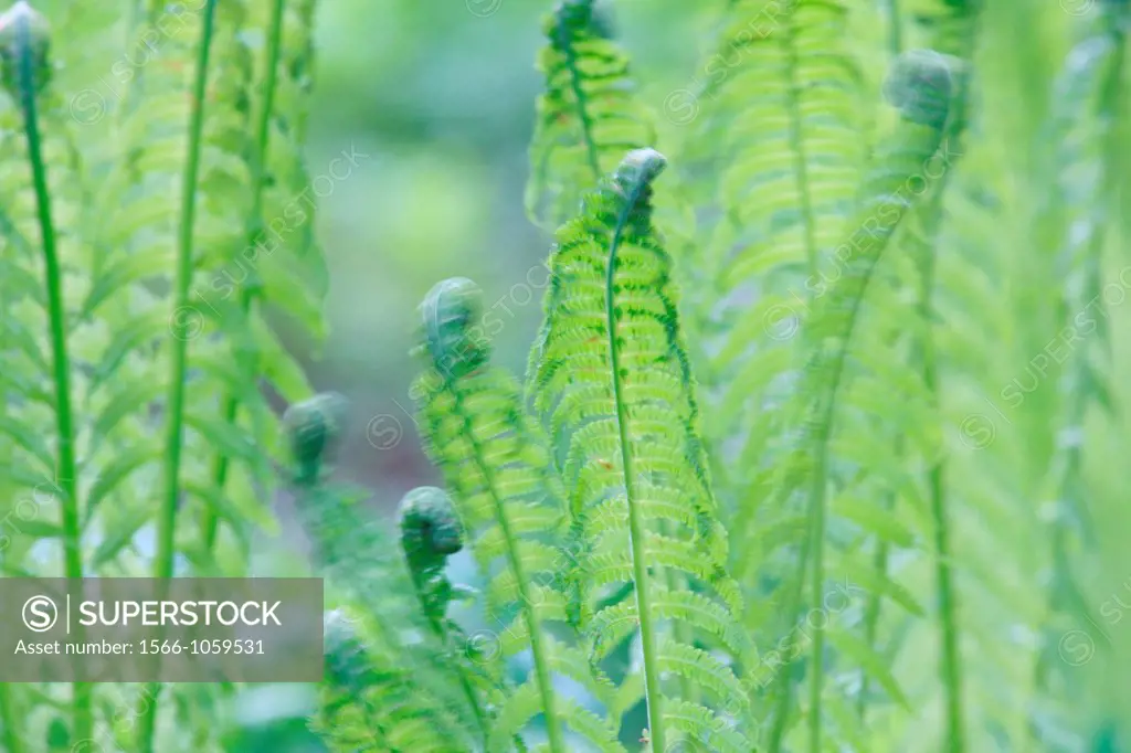 Common Male Fern leaves Dryopteris filix-mas shaking in a spring breeze