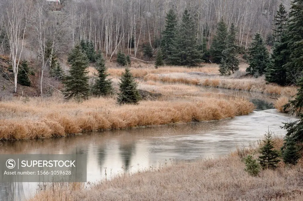 Frosted grasses in late autumn on the banks of Junction Creek, Greater Sudbury Lively, Ontario, Canada