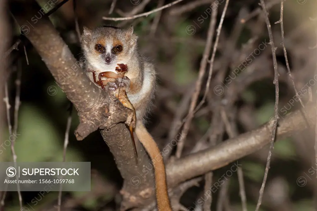 Gray-brown Mouse Lemur Microcebus griseorufus eating insect, Berenty, Madagascar