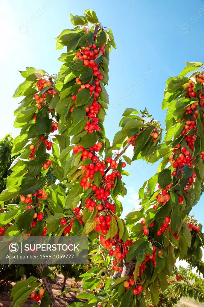 Cherries, Cherry tree, Agricultural fields, High Ribera, Arga-Aragon Ribera, Milagro, Navarre, Spain.