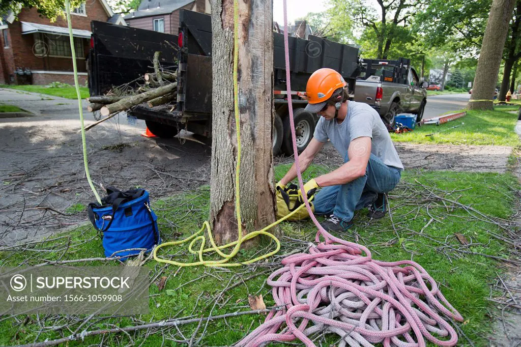 Detroit, Michigan - A worker manages ropes that protect a tree cutter who is removing a green ash tree that had been killed the the emerald ash borer ...