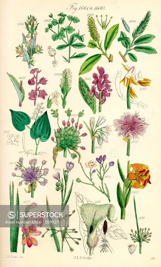 Page of colour illustrations from British Wild Flowers after a work by J E  Sowerby and C P  Johnson