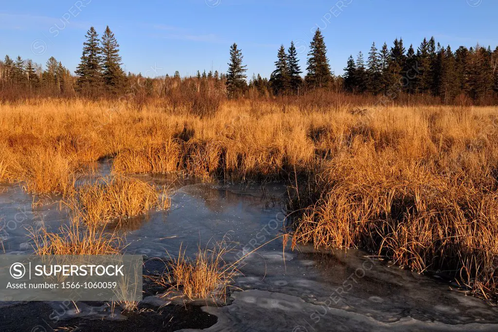 Fresh ice on a beaver pond in late autumn, Greater Sudbury Lively, Ontario, Canada