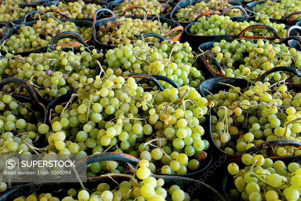 Moscatel grapes in baskets before drying, Lliber, Alicante, Spain