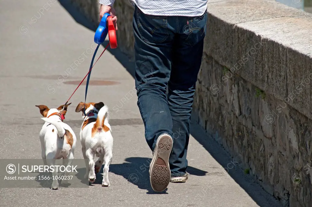 man walking out two dogs on the leash, blue leash for male dog and red leash for female dog, rearview, streetlife, Geneva, Switzerland, Europe, Europe...