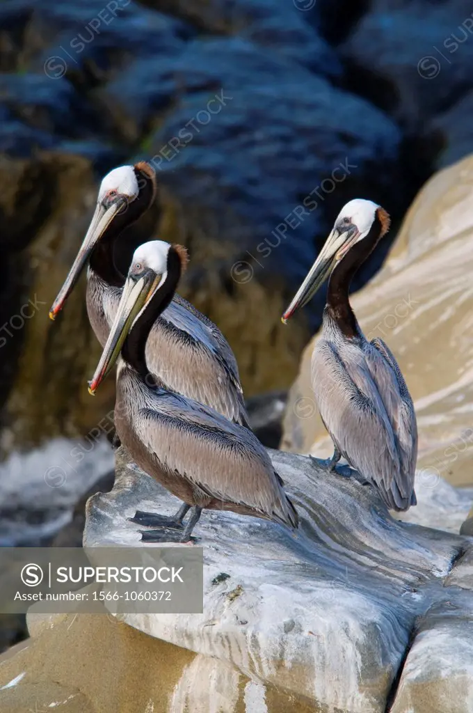 Brown pelican Pelecanus occidentalis, Ellen Browning Scripps Marine Park, La Jolla, California