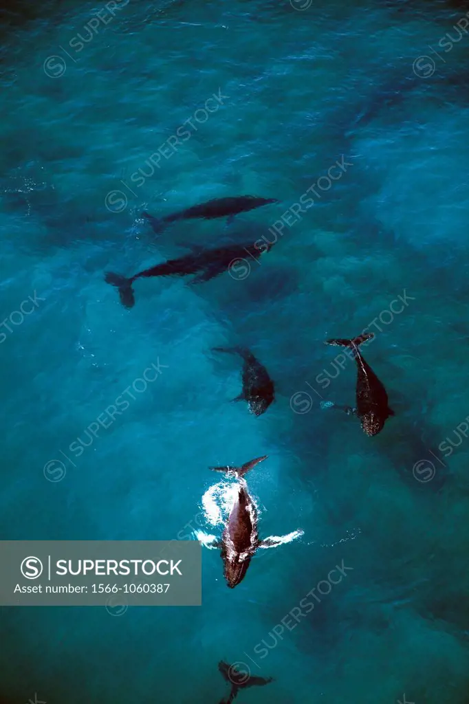 Humpback whale pod, Hawaii, USA