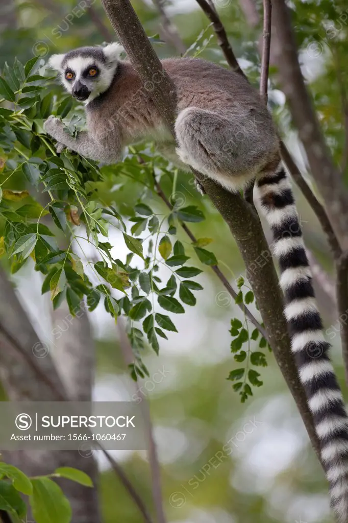 Ring-tailed Lemur Lemur catta sitting in tree, Anja Reserve, Madagascar