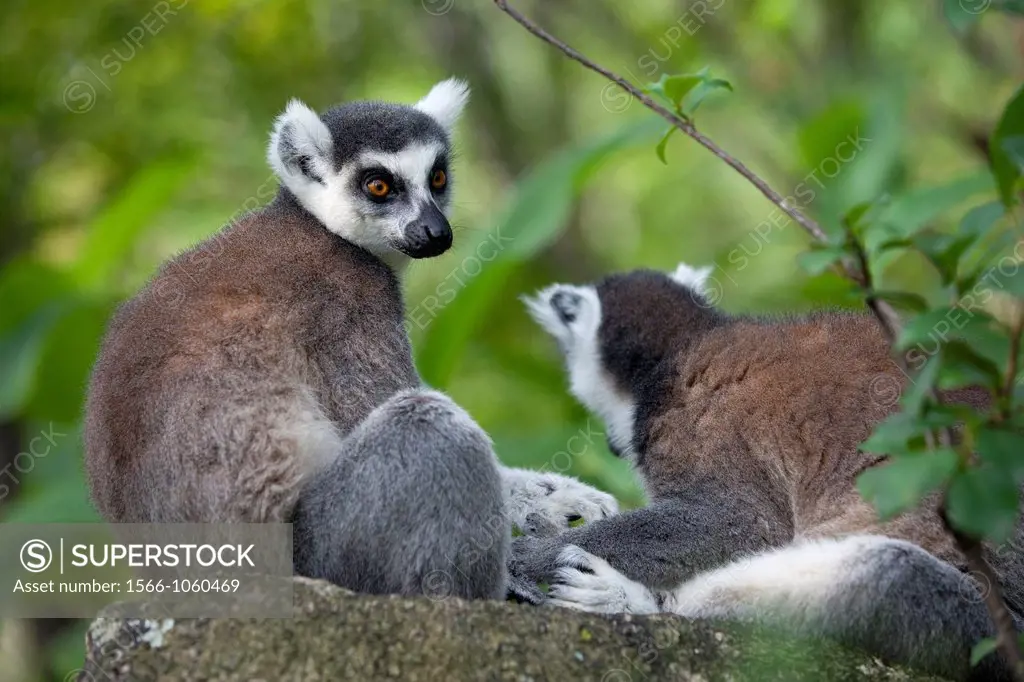 Ring-tailed Lemurs Lemur catta sitting on rock, Anja Reserve, Madagascar