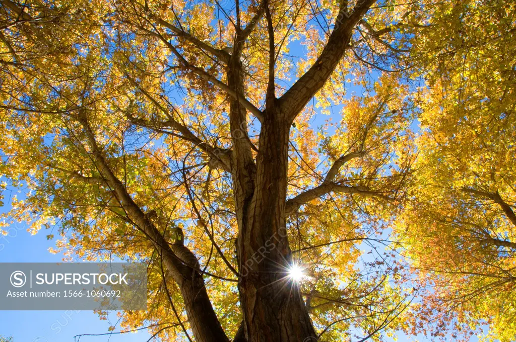Cottonwood with sunburst, Kern River Preserve, California