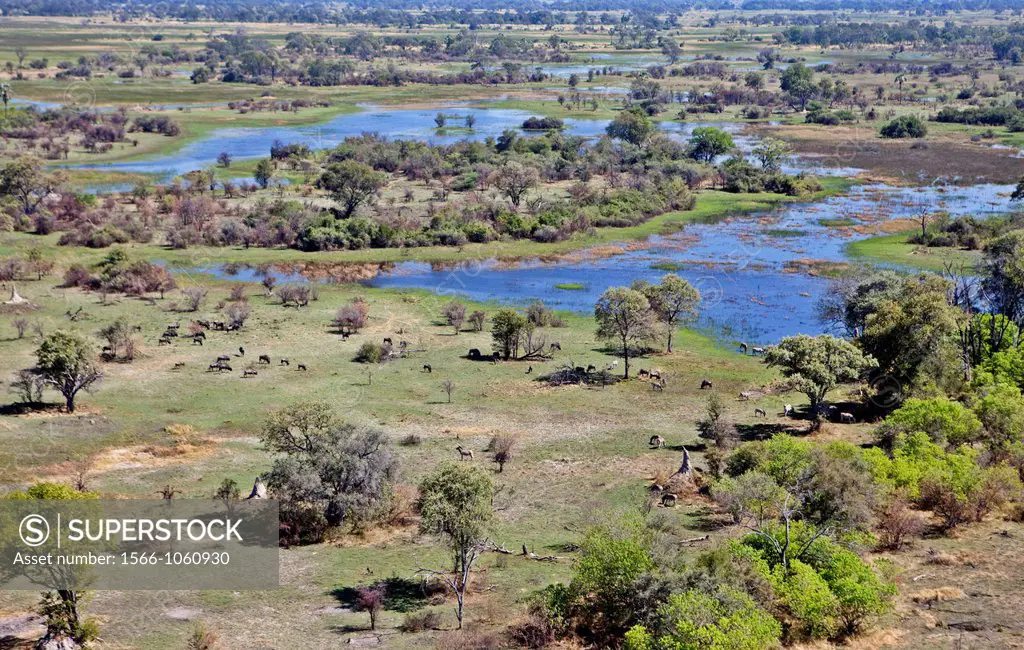 Okavango Delta, Moremi National Park, Botswana, Africa
