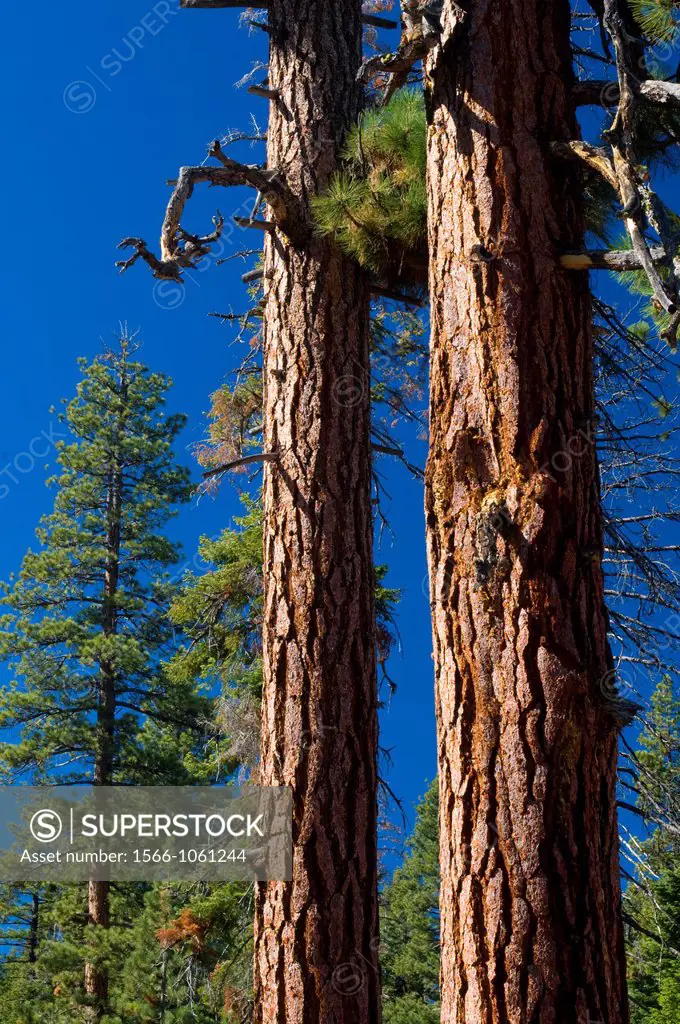 Ponderosa pine trunks, Sierra Vista National Scenic Byway, Sierra National Forest, California