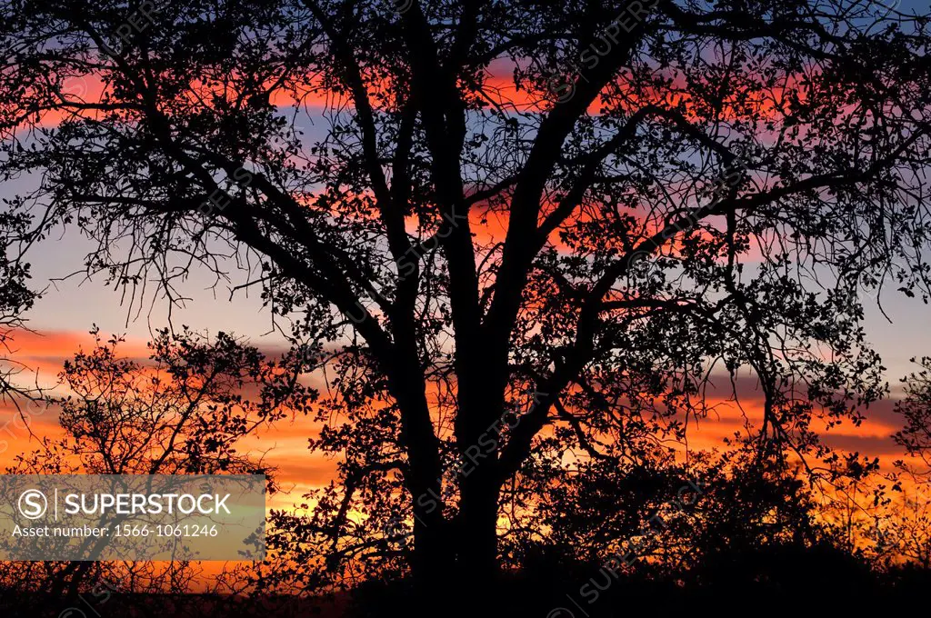 Oak sunset at Redinger Overlook, Sierra Vista National Scenic Byway, Sierra National Forest, California