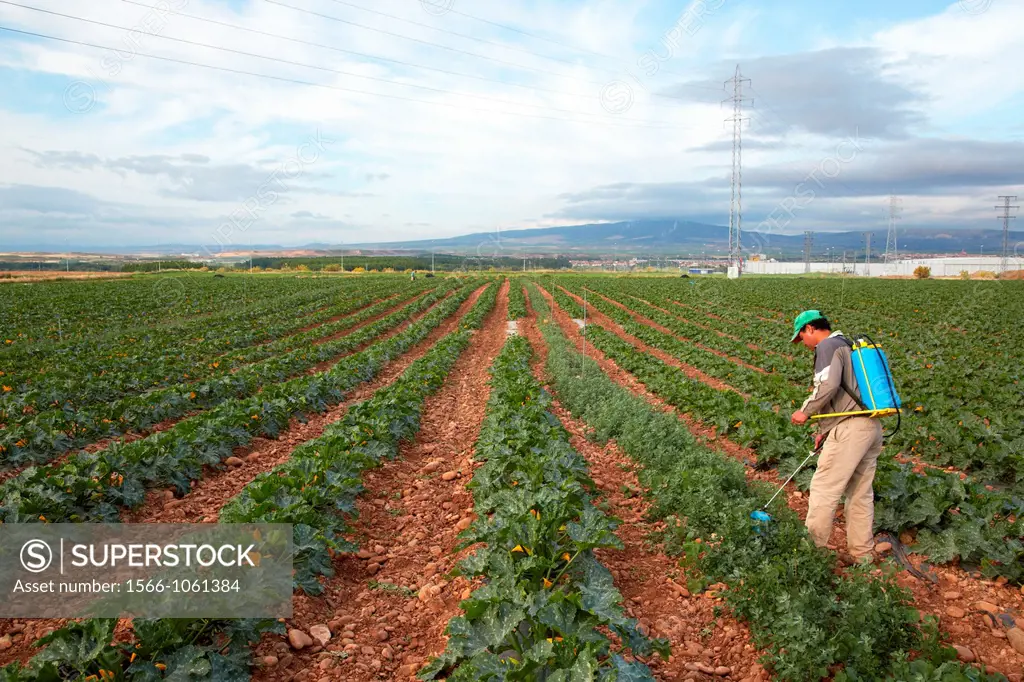 Courgette growing fields, Weed control, Fumigation, Agricultural fields, High Ribera, Arga-Aragon Ribera, Navarre, Spain