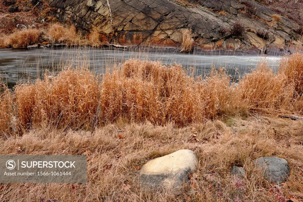 Grasses in late autumn on the banks of Junction Creek, Greater Sudbury Lively, Ontario, Canada