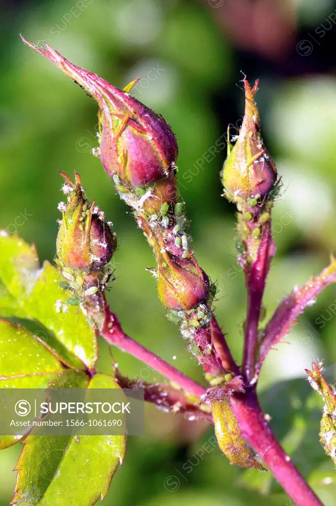 Rose plant with aphids