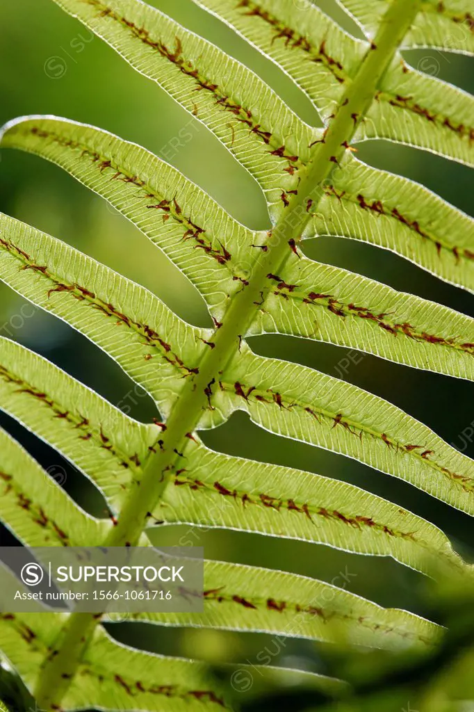 Close-up of Fishbone Fern Nephrolepis cordifolia  Tasmania, Australia