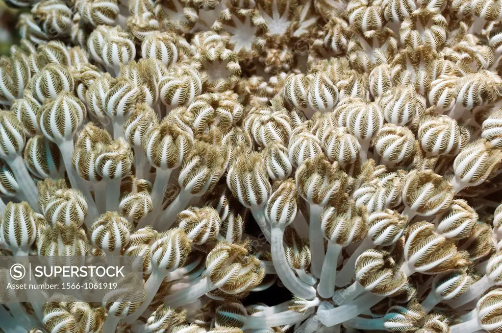 Soft coral polyps, Xenia sp  Komodo National Park, Indonesia