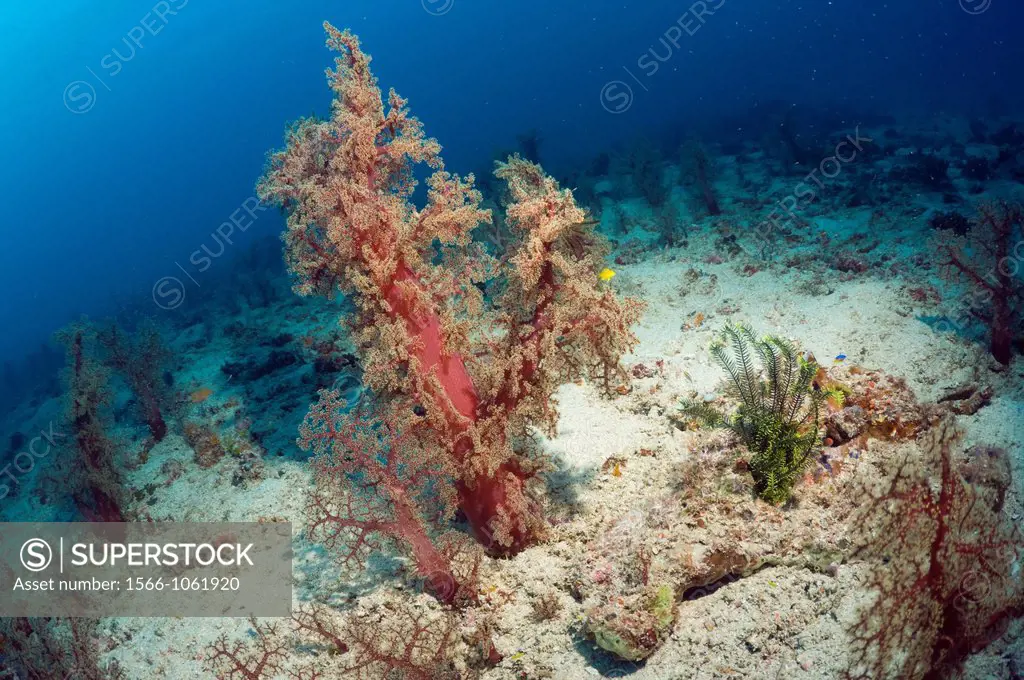 Soft coral Dendronephthya sp  growing on sandy bottom  Mysids in water column in background  Indonesia