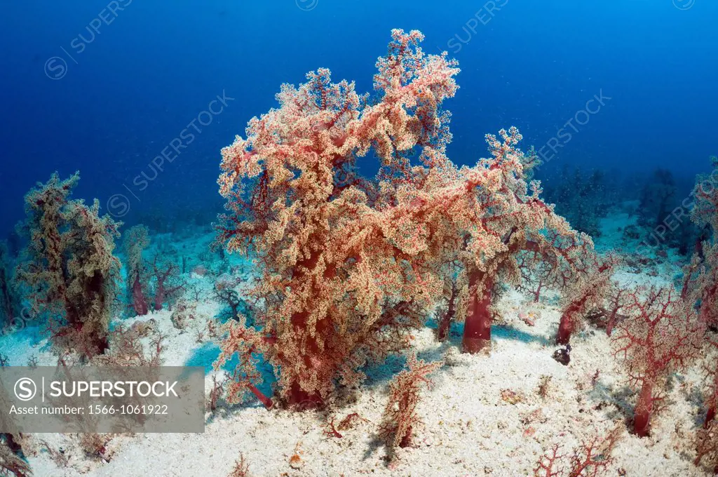 Soft coral Dendronephthya sp  growing on sandy bottom  Mysids in water column in background  Indonesia